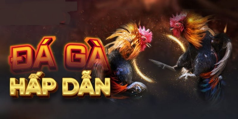 Đá Gà 88 casino