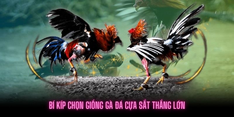 giống gà đá cựa sắt